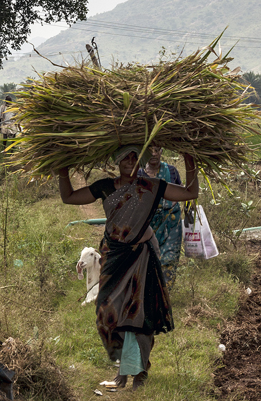 Agriculture 2